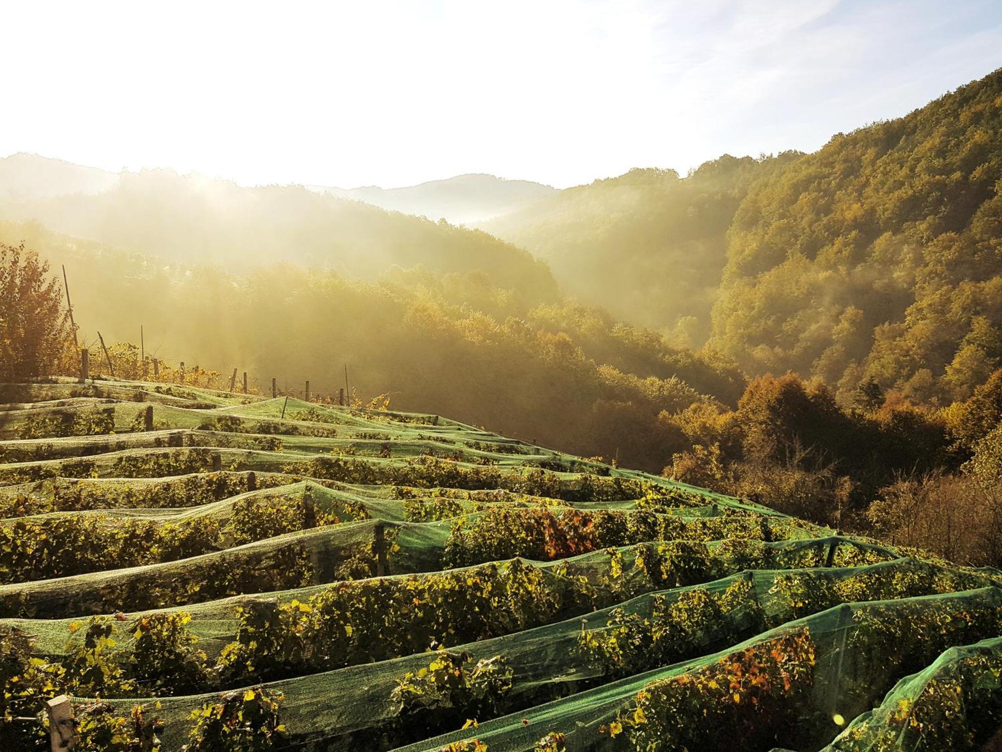 Vineyard Cottage Matej トレビニェ エクステリア 写真