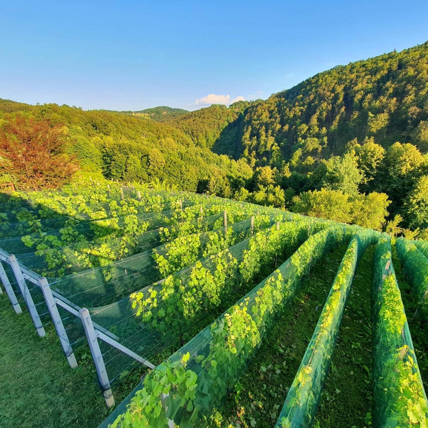 Vineyard Cottage Matej トレビニェ エクステリア 写真